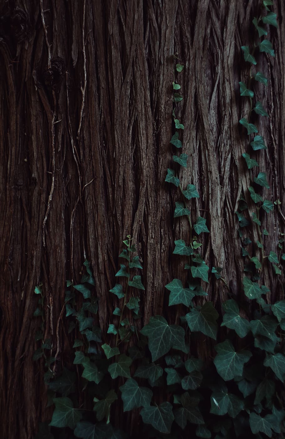 plant, tree, france, montpellier, ivy, wood, nature, plants, HD wallpaper