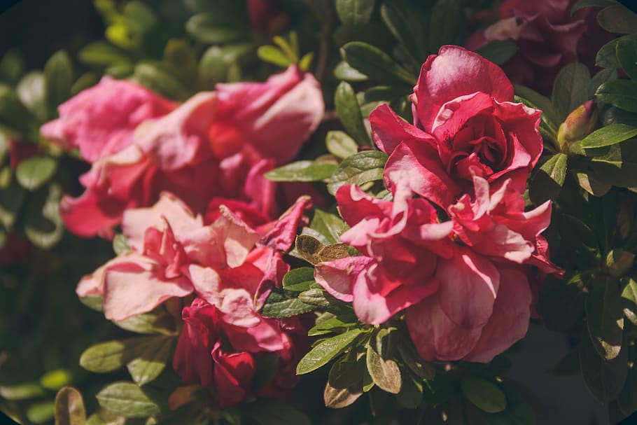 Close-up Photography of Pink Roses, bloom, blooming, blossom HD wallpaper