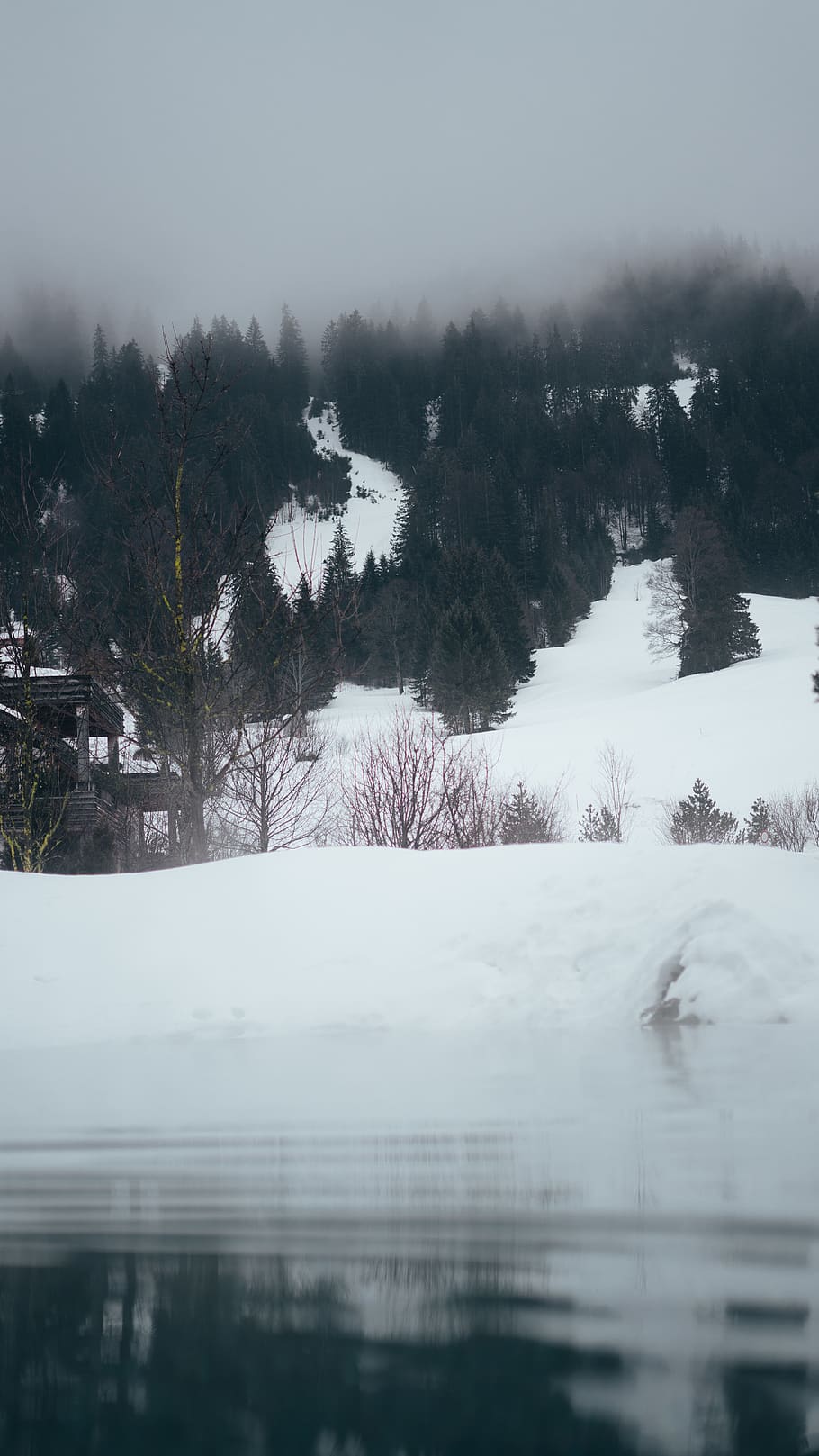 icy mountain, tree, plant, fir, abies, tannheim, austria, nature HD wallpaper