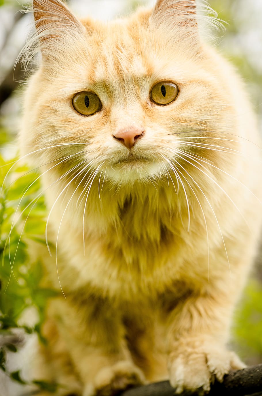 cat, long-hair, orange, eyes, domesticated, animal, samantha postman, HD wallpaper