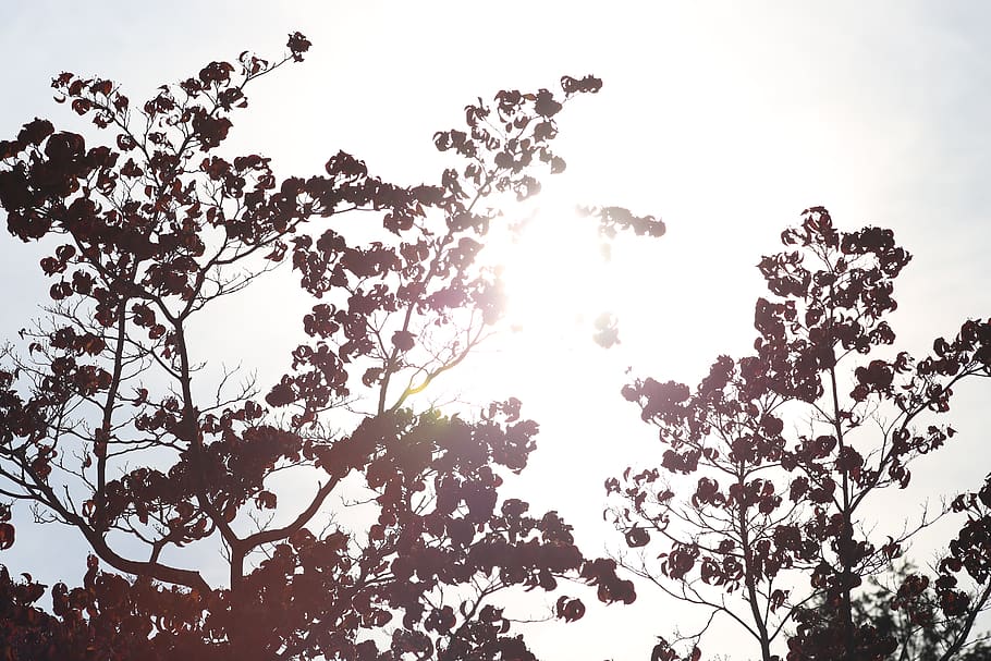 tree, sun, sky, urban, lense, canon, plant, low angle view HD wallpaper