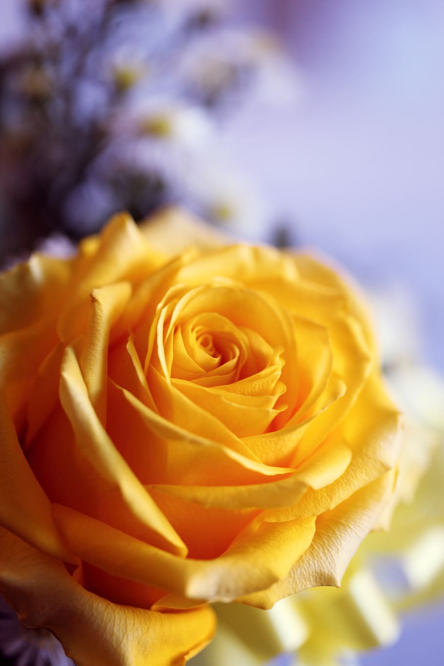 Yellow Rose , bloom, blossom, flora, petals, plant, flower, flowering plant HD wallpaper