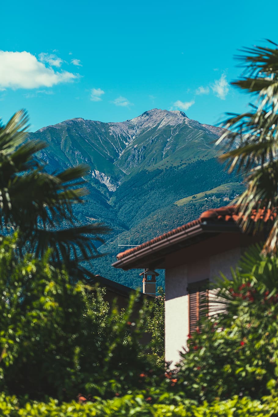 italy, colico, alps, mountain range, palm, tree, nature, alpine HD wallpaper