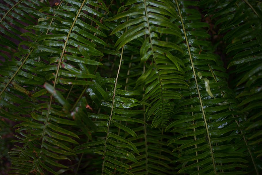 Green Ferns in Close-up Photography, botanical, colors, environment HD wallpaper