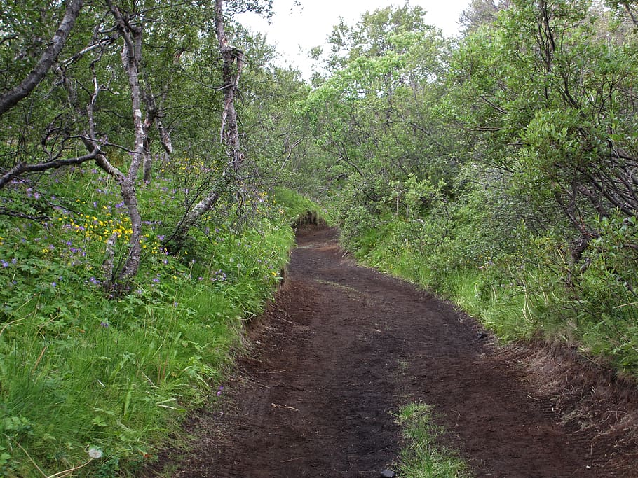 iceland, thórsmörk, forest, trees, green, flowers, road, plant HD wallpaper