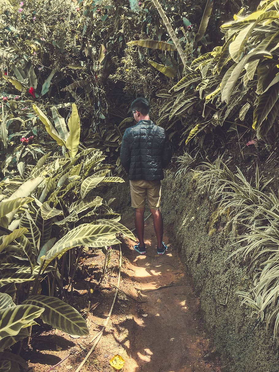 Man Standing in Between Green Plants, back view, daylight, environment HD wallpaper