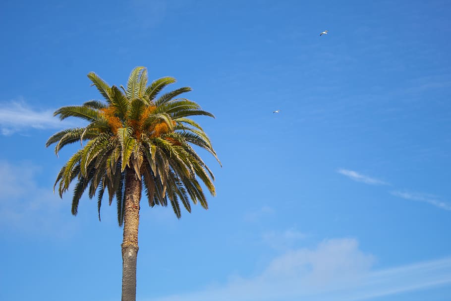 coconut tree, beach, summer, mar, holidays, travel, coconut trees HD wallpaper