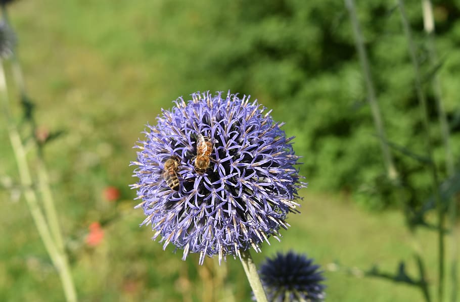 echinops bannaticus, blue, thistle, plant, flower, composite HD wallpaper