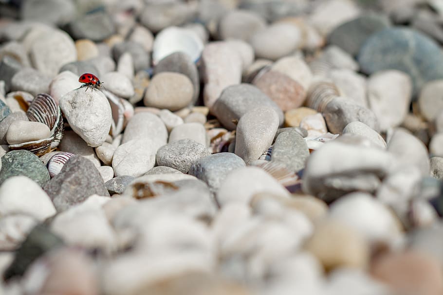 ladybug on stone, selective focus, abundance, stone - object HD wallpaper