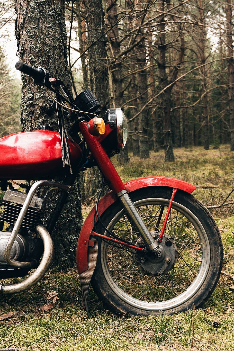 belarus, trees, forest, bike, land, transportation, plant, mode of transportation HD wallpaper