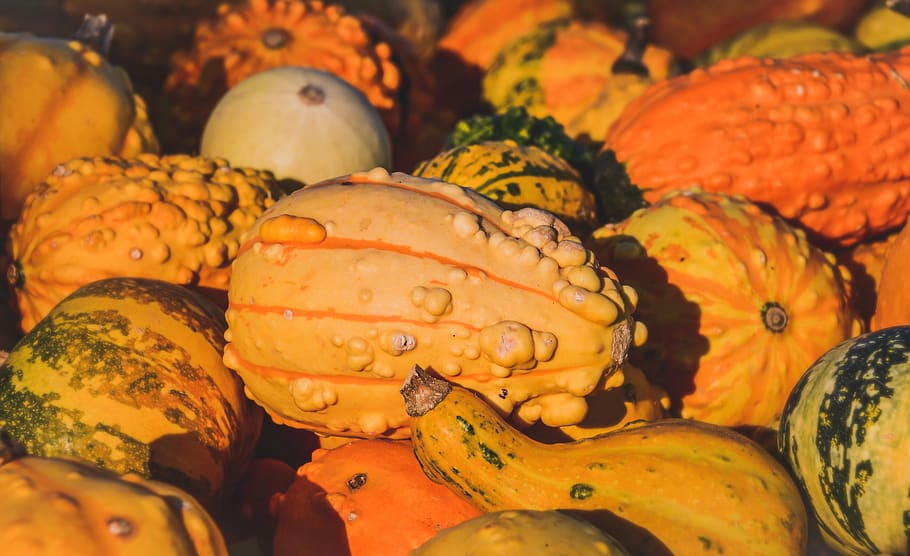 squash, fall, pumpkin, decoration, halloween, colorful, orange HD wallpaper