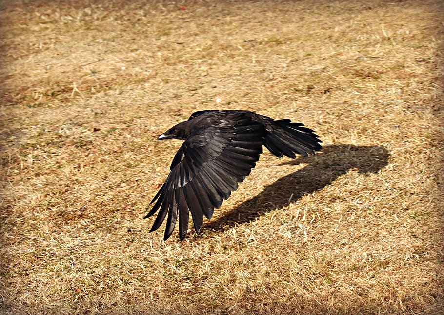crow, bird, flying, flight, wing, feathers, plumage, flying low HD wallpaper