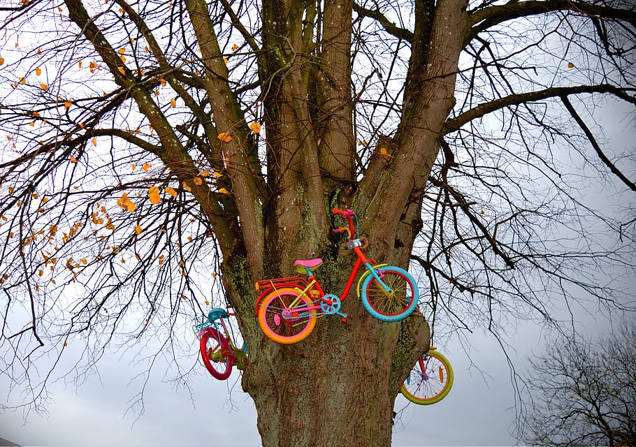 tree, bicycles, colorful, crown, plant, branch, bare tree, trunk HD wallpaper