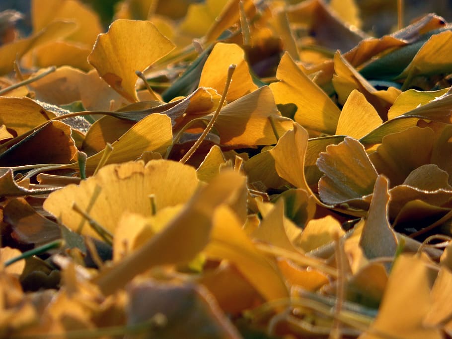 leaves, fall, color, trees, light, landscape, colorful, nature HD wallpaper