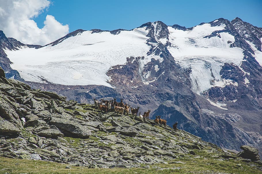 herd of brown animals on mountain at daytime, rock, goat, peak HD wallpaper