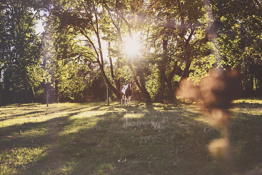 trees during daytime, plant, sunlight, nature, lifestyles, leisure activity HD wallpaper