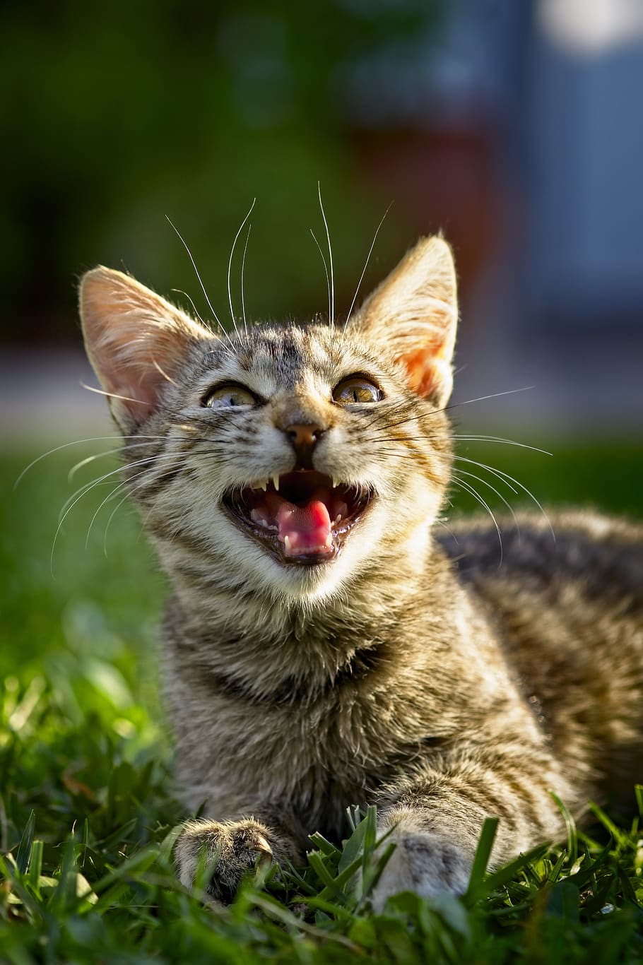 cat, pet, look, kitten, feline, animal, wild, tiger, fur, portrait HD wallpaper