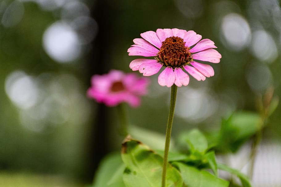 Selective Focus Photo of Pink Coneflower, beautiful, bloom, blooming HD wallpaper