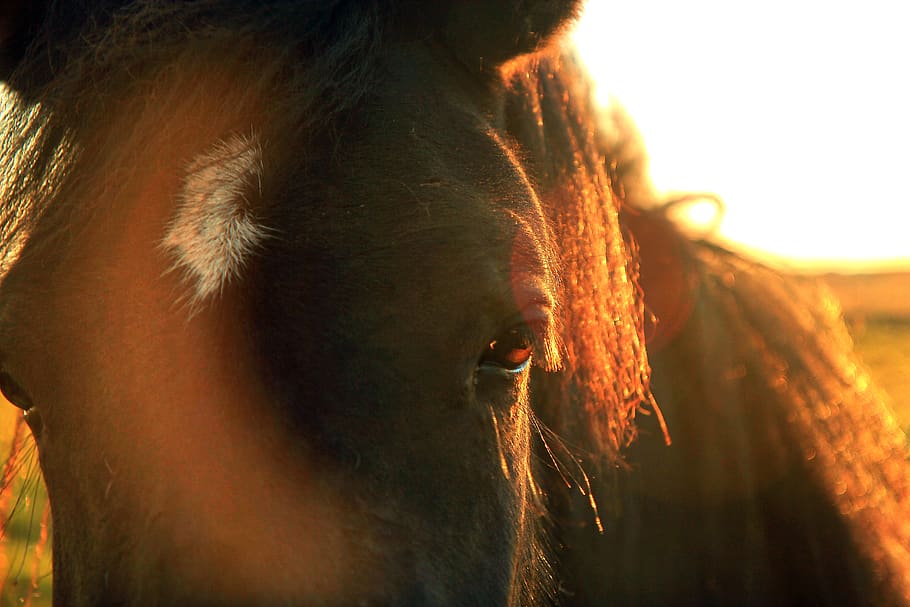 horse, iceland, lighting, depth, sunset, animal themes, one animal HD wallpaper
