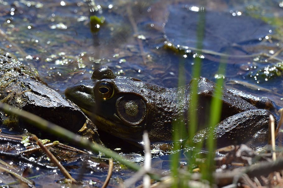 bullfrog, pond, green, amphibian, nature, wildlife, environment HD wallpaper