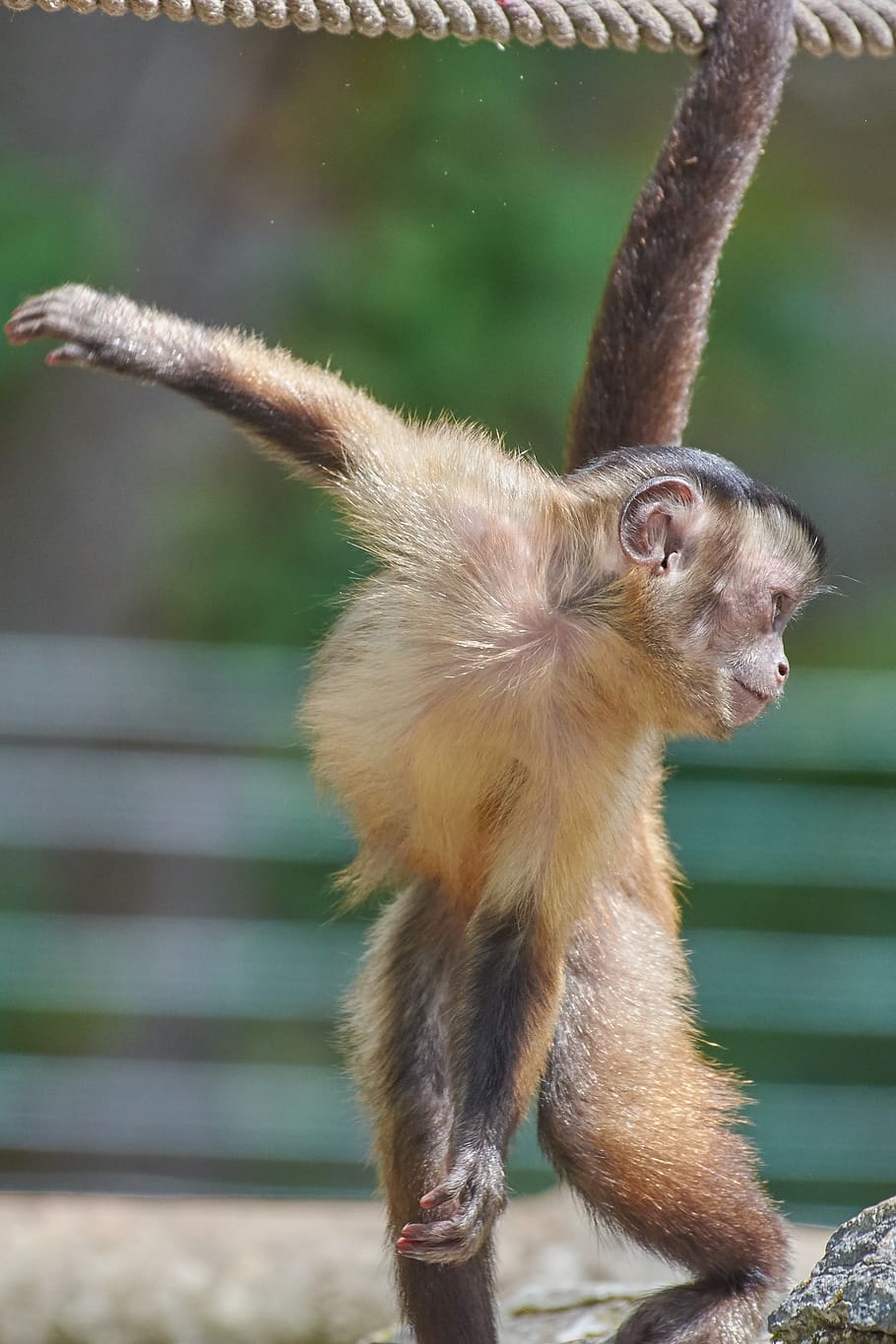 monkey, capuchin, furry, mammal, cute, small, gymnastics, one animal, HD wallpaper