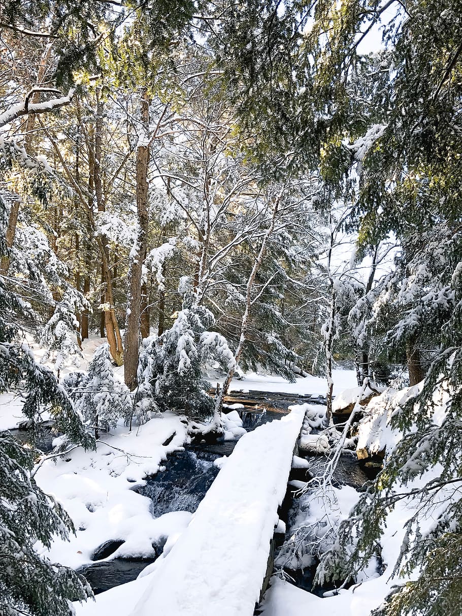trees covered with snow at daytime, plant, fir, abies, nature HD wallpaper