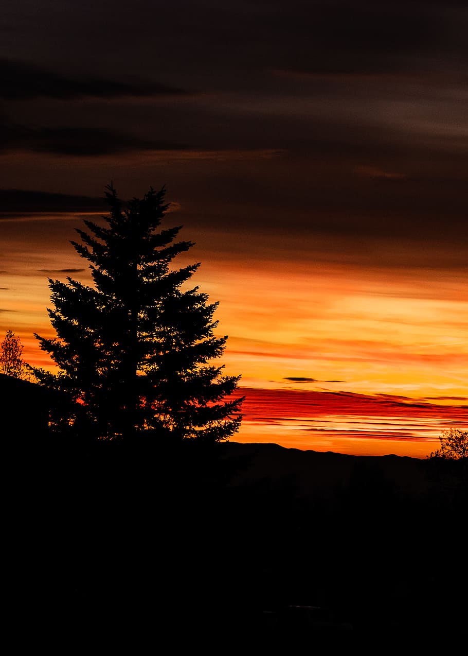 Silhouette Of Tree During Golden Hour, backlit, dawn, nature HD wallpaper