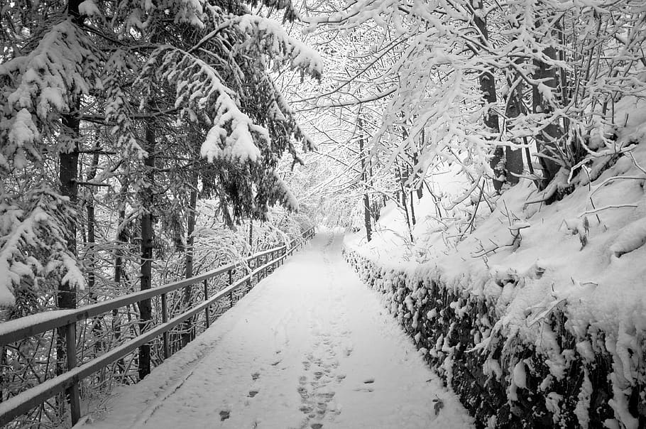 trees and pathway, nature, outdoors, snow, plant, vegetation HD wallpaper