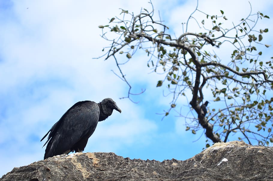vulture, bird, paige, tree, vertebrate, animal, one animal, HD wallpaper