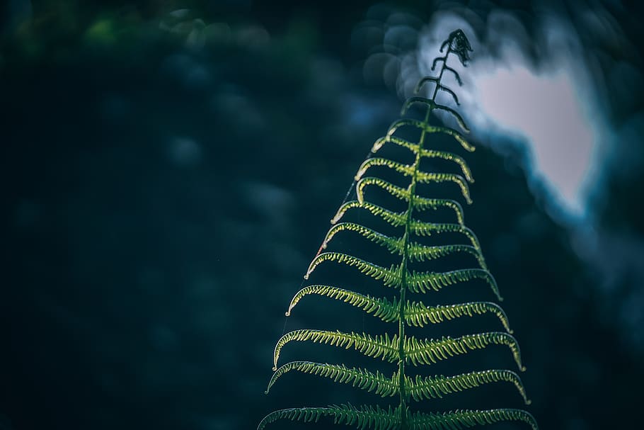 fern, blurred, background, abstract, garden, bush, tree, space HD wallpaper