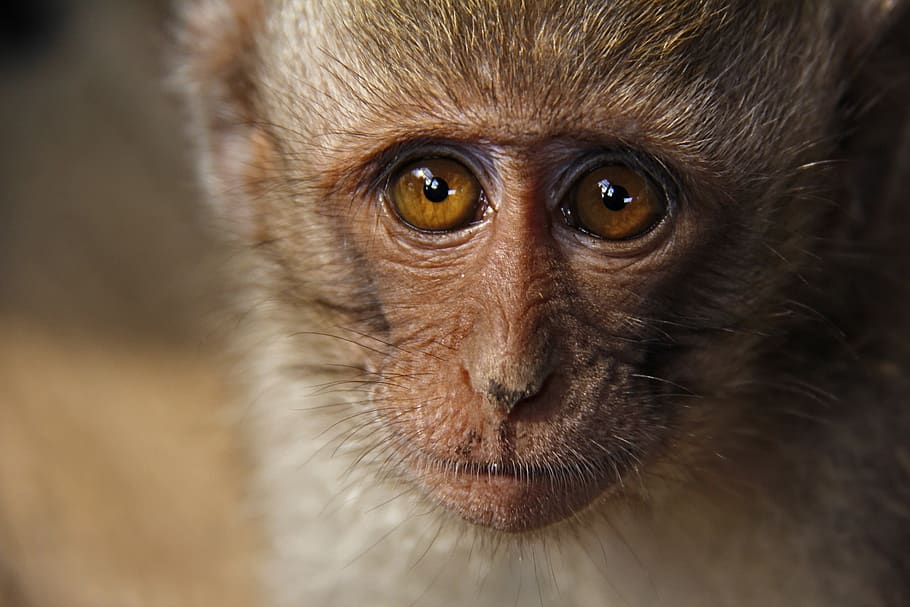 monkey, ape, animals, funny, face, animal themes, animal wildlife HD wallpaper