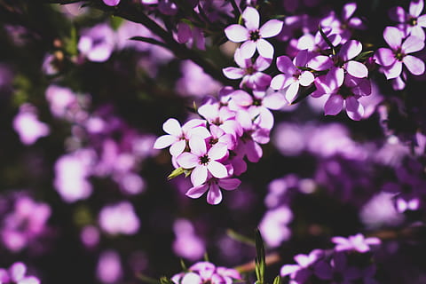 HD wallpaper: purple flower beside beige candle, wellness, fragrance ...