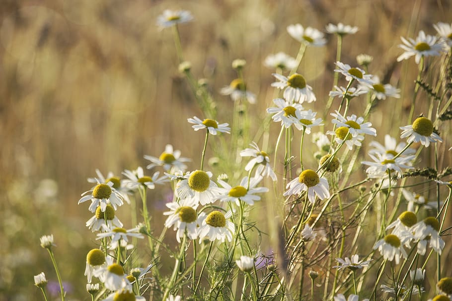 chamomile, herbs, evening, heat, summer, meadow, grass, weed HD wallpaper