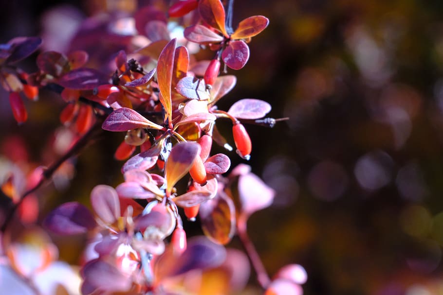 macro, fall, autumn, nature, berries, bokeh, flower, flowering plant HD wallpaper