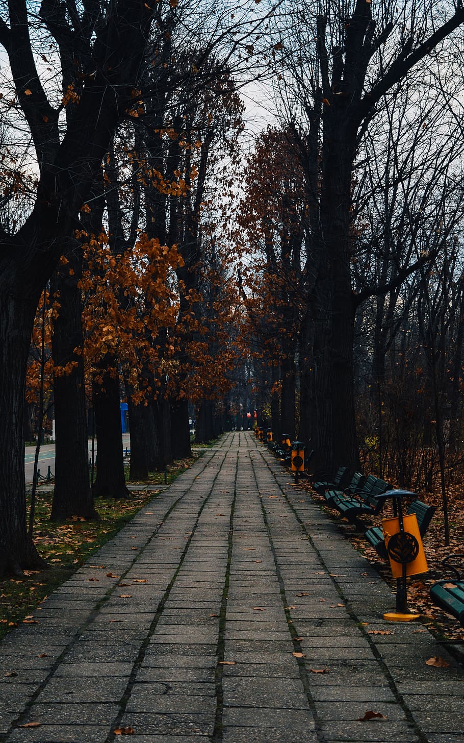 road, park, forest, trees, walk, romantic, autumn, plant, change HD wallpaper