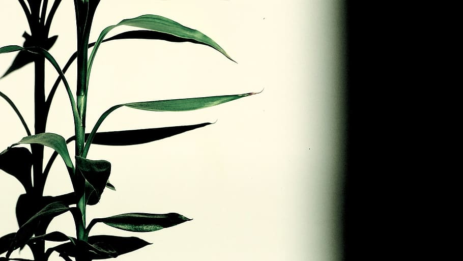 Green Leaves Plant, shadow, plant part, leaf, growth, close-up HD wallpaper