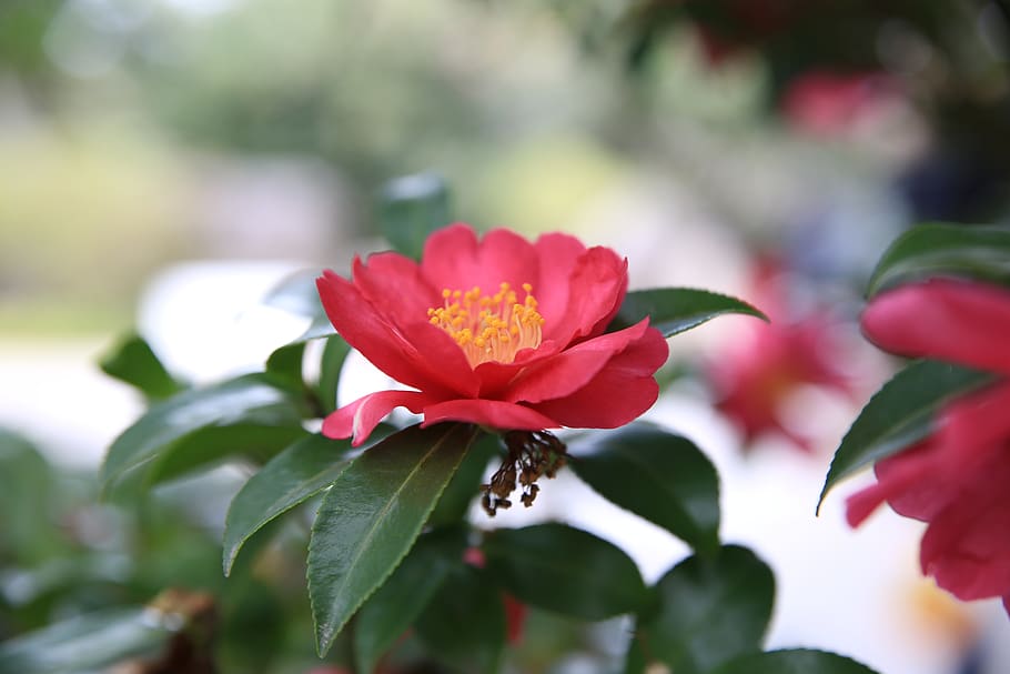 camellia, red, flowers, flora, flowering plant, beauty in nature