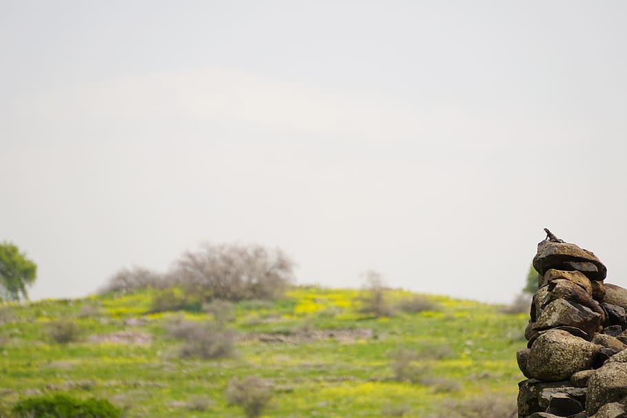 lizard, landscape, trees, spring, israel, sky, nature, no people HD wallpaper