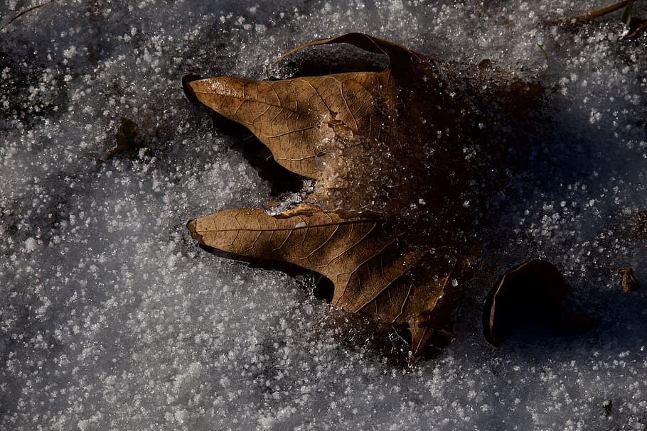 winter, leaf, leaves, cold, nature, snow, ice, frozen, brina HD wallpaper