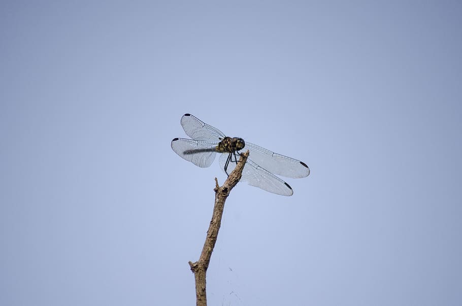 firefly, insect, bug, copy space, sky, one animal, blue, clear sky HD wallpaper