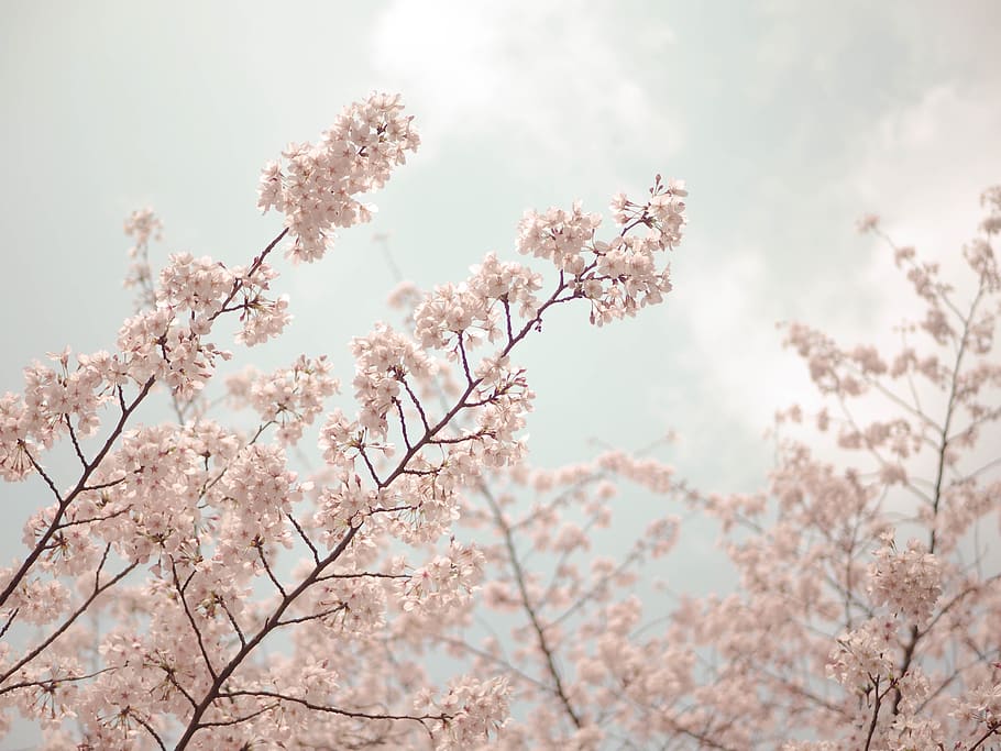 white cluster flowers, plant, flowering plant, beauty in nature HD wallpaper