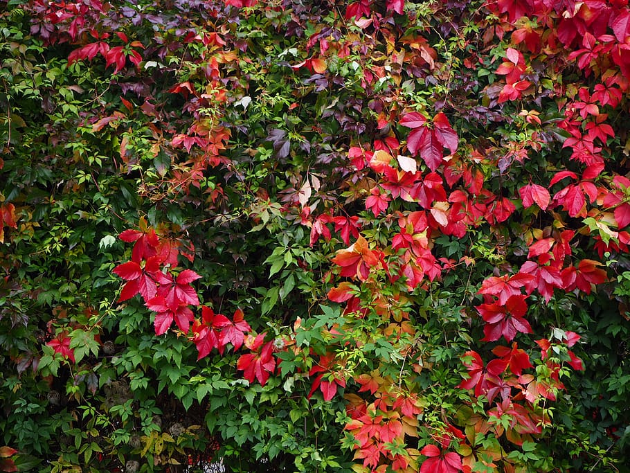 norway, oslo, red, fall, autumn, plant, leaf, plant part, growth HD wallpaper