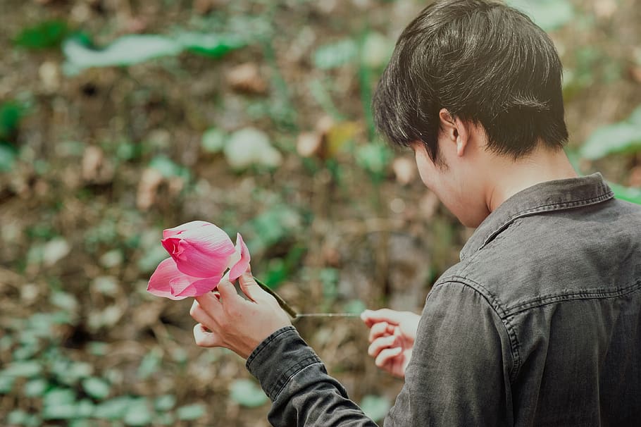 Man in Black Denim Jean Holding Pink Flower, beautiful, blur HD wallpaper