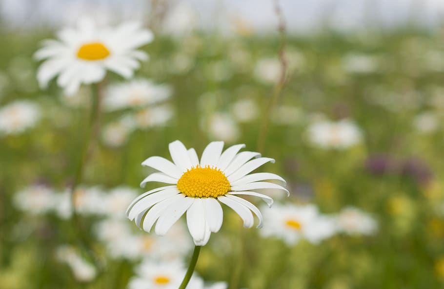 flower, flowering plant, freshness, vulnerability, fragility HD wallpaper