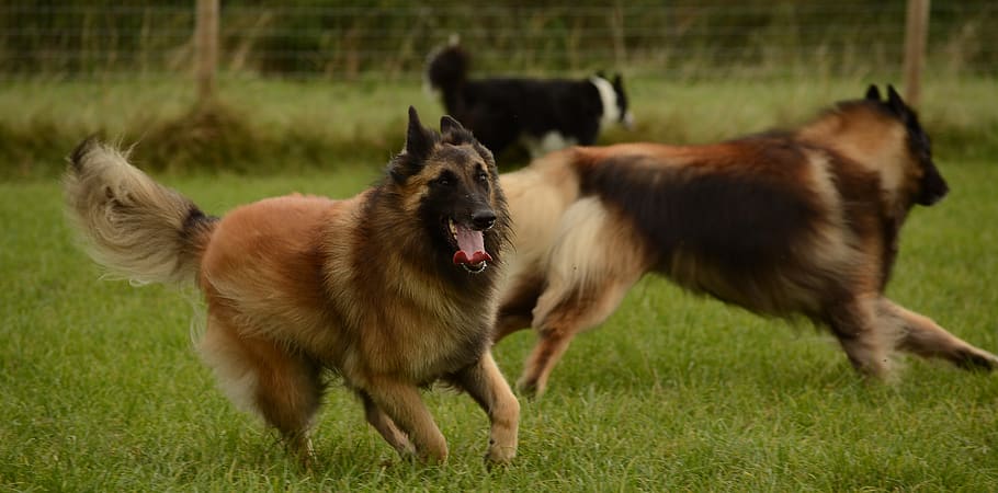 belgian, shepherd, tervuren, bitch, pet, nature, male, animal, HD wallpaper