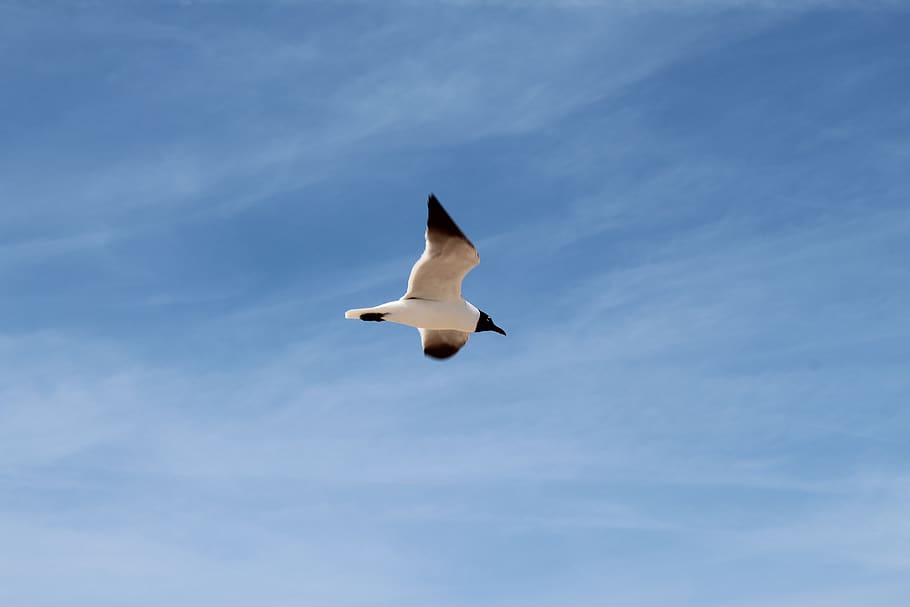 sky, flight, bird, gull, wings, nature, summer, flying, low angle view HD wallpaper