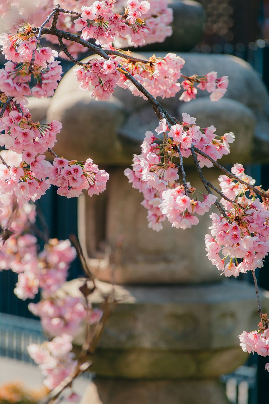 pink-petaled flowers, flowering plant, pink color, beauty in nature HD wallpaper