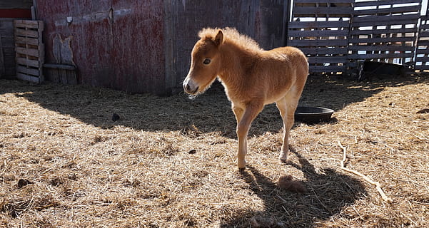 canada, saskatchewan, mini, miniature, pony, sorrell, animal HD wallpaper