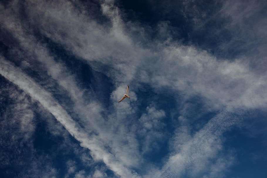 fly, sun, cloud, nature, natural, animals, sky, france, cloud - sky HD wallpaper