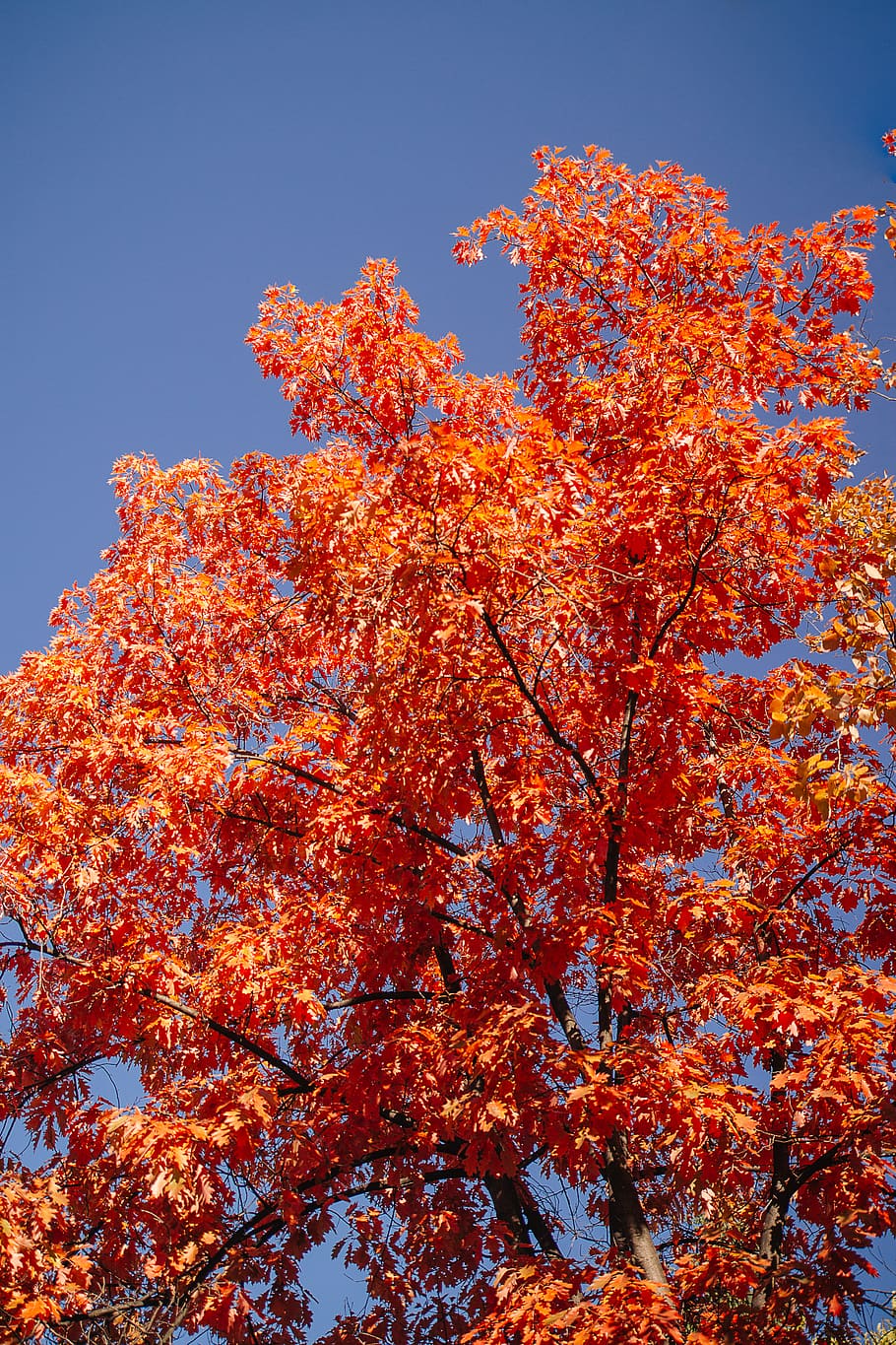 selective focus photography oforange-leafed tree, autumn, plant HD wallpaper